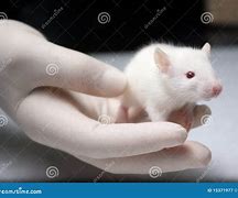 Image result for Male Albino Rats