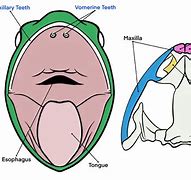 Image result for Frog Fish Teeth