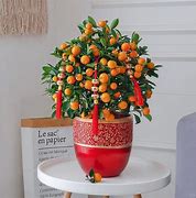 Image result for Kumquat Tree Indoor