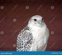 Image result for Fastest Animal Peregrine Falcon