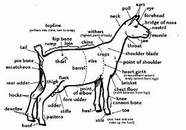 Image result for Goat GI-tract