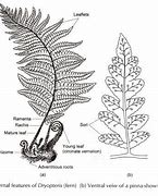 Image result for Fern Sori Diagram