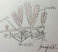 Image result for Red Algae Labelled Diagram