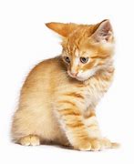 Image result for Red Cat Animal