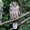 Image result for barred owl nest box camera