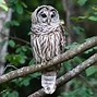 Image result for Barred Owl Nest Box