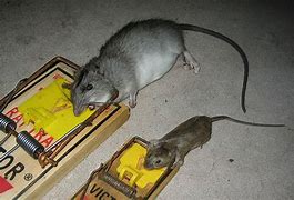 Image result for Rat Trapper