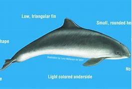 Image result for Largest Porpoise