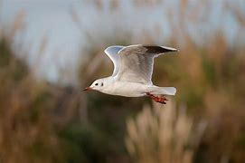 Image result for Seagull Flying