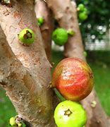 Image result for Fruit Trees in Algoma Region