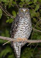 Image result for Powerful Owl