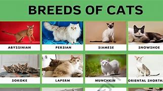 Image result for Best Breed of Cat