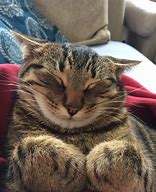 Image result for Happy Kitty