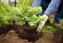 Image result for Shrubs Plant