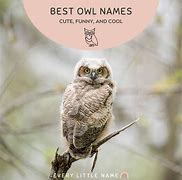 Image result for Owl Names