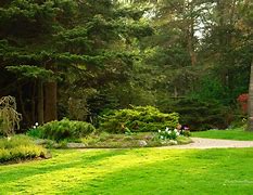 Image result for Baby Back Garden HD