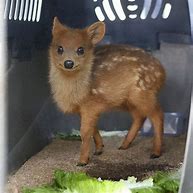 Image result for Pudu Bird