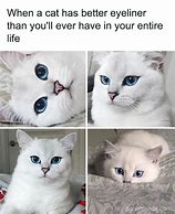 Image result for Cat Memes Funny Clean Work