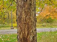 Image result for Swamp White Oak Tree Bark