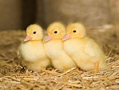 Image result for Baby Animal Hugables