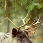 Image result for Female Caribou