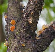 Image result for Peach Tree Sap