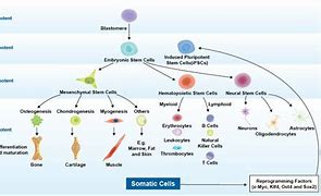 Image result for Unipotent Stem Cells