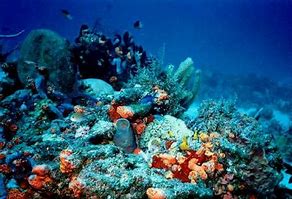 Image result for Biodiversity in Ocean