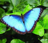 Image result for Butterflies Garden