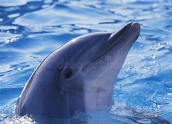 Image result for Blunt Nose Dolphin