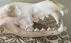 Image result for Coyote Skull Identification