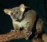 Image result for Galago Matschiei