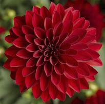 Image result for Brown Hare Red Flower