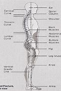 Image result for Standing Posture Plumb Line