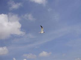 Image result for Seagull Flying