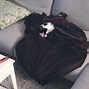 Image result for Chase the Cat with No Face