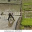 Image result for Bangladeshi Farmer Clothing