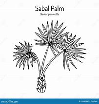 Image result for Sabal