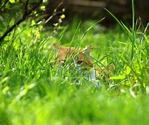 Image result for Spring Cat Wallpaper