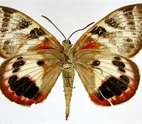 Image result for Catostomidae Uniqye Characteristics