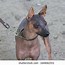 Image result for Agressive Dog Mohawk