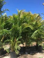 Image result for Aracacea Palm