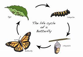 Image result for A Butterflies Life Cycle