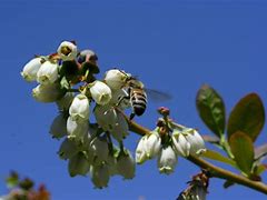 Image result for Blueberry Pollination Bees