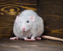 Image result for Silver Rat Hvnc