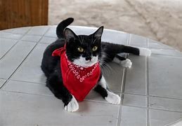 Image result for Black Bandana Cat