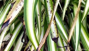 Image result for Mandarin Spider Plant Leaf Have Brown Streaks