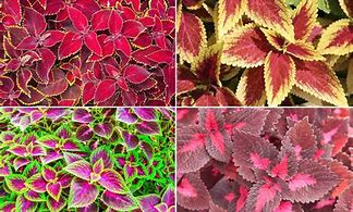 Image result for Colourful Plants