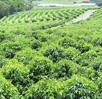 Image result for Hawaii Coffee Farm