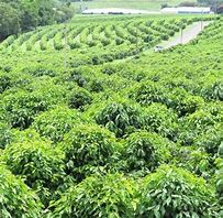 Image result for Tim Valentine Coffee Farm Hawaii